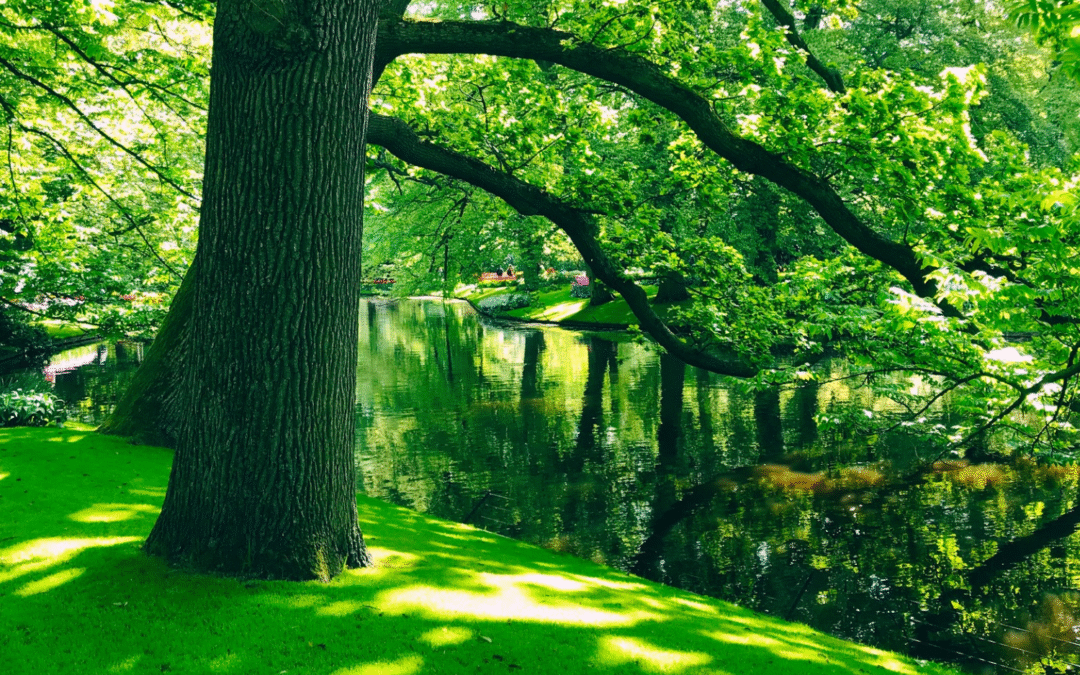 Renewal: The Kind of Rest We’re Really Craving
